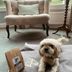 Pet friendly