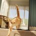 Pet friendly